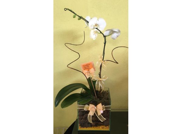  Flores: Orquideas para presentear: 