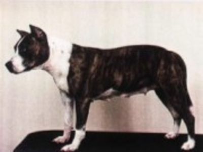   American Staffordshire Terrier