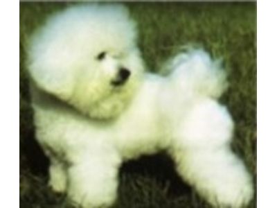  Bichon Frisé