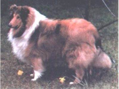 Collie