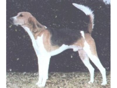 Foxhound Americano