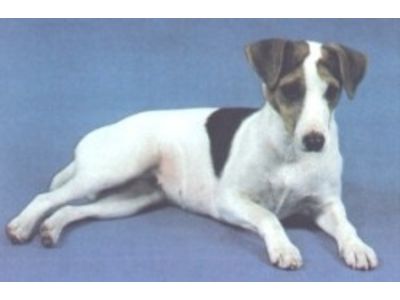 Jack Russell Terrier