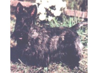 Scottish Terrier