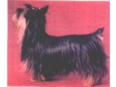 Silky Terrier