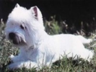 West Highland White Terrier 