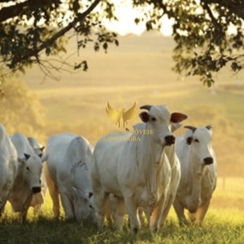 FAZENDA 128 ALQUEIRES - CAIUÁ  SP