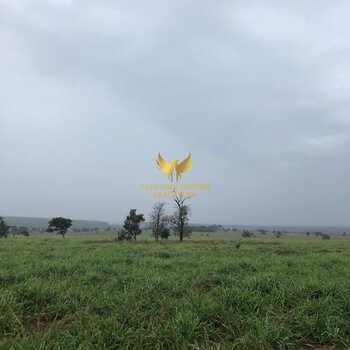 FAZENDA  DE 300 ALQUEIRES   APARECIDA TABOADO