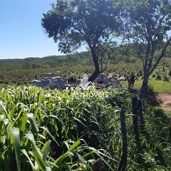 Vendo Fazenda 317Hectares Pirapora MG