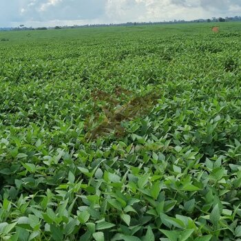 Sítio a venda em Anari, Rondônia - RO