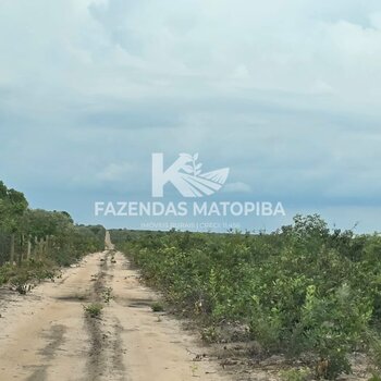 FAZENDA EM LUIS EDUARDO MAGALHĀES-BA